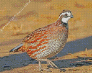 Brown Bobwhite Quail Bird Diamond Painting