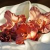 Crepe Gladiolus Flower Diamond Painting