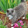 Fat Grey Cat In Garden Diamond Paintign