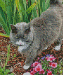 Fat Grey Cat In Garden Diamond Paintign