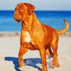 French Mastiff Dog Diamond Painting