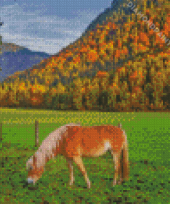 Haflinger Horse On Meadow In Alps Diamond Painting
