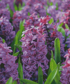 Hyacinth Field Diamond Painting
