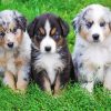 Mini Aussie Puppies Dogs Diamond Painting