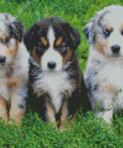 Mini Aussie Puppies Dogs Diamond Painting