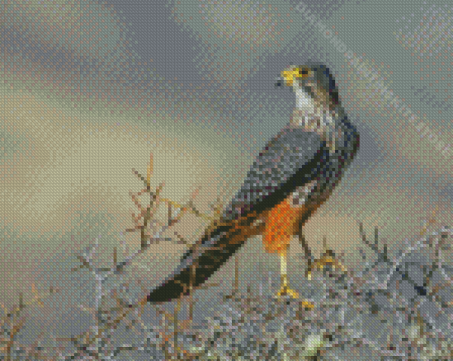 New Zealand Falcon Diamond Painting