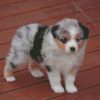 Puppy Mini Australian Shepherd Diamond Painting