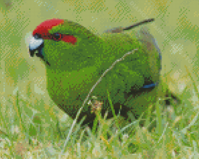 Red Crowned Parakeet Bird Diamond Painting
