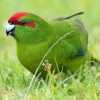 Red Crowned Parakeet Bird Diamond Painting