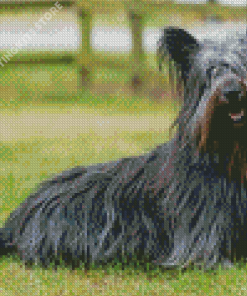 Skye Terrier Animal Diamond Painting