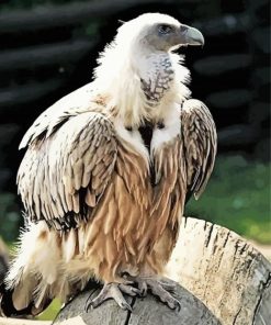 The Himalayan Vulture Bird Diamond Painting