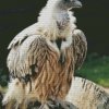 The Himalayan Vulture Bird Diamond Painting