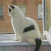 White Cat With Black Tail In Window Diamond Painting