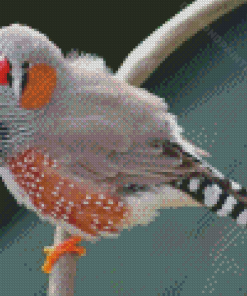 Zebra Finch Bird Diamond Painting