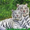 Albino Tigers Diamond Painting