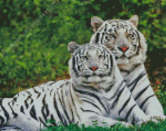Albino Tigers Diamond Painting