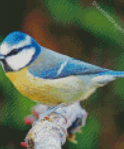 Beautiful Blue Tit Bird Diamond Painting