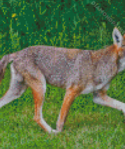 Coyote Diamond painting
