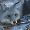 Grey Fox With Red Eyes Diamond Painting