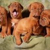 French Mastiff Puppies 5D Diamond Painting