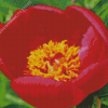 Red Peony Officinalis Flower Diamond Painting