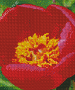 Red Peony Officinalis Flower Diamond Painting