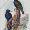 Starling Birds Art Diamond Painting