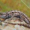 Western Desert Gecko 5D Diamond Painting