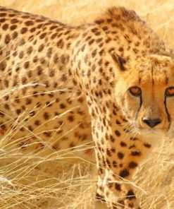 Cheetah Wild Cat Diamond Painting