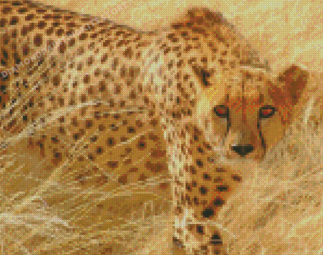 Cheetah Wild Cat Diamond Painting