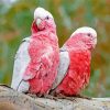 Pink Couple Cockatoos 5D Diamond Painting