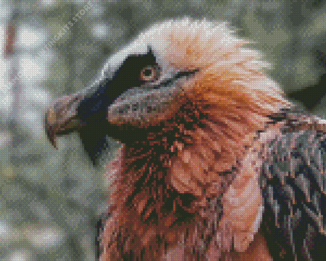 Bearded vulture Diamond Painting