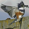 Belted Kingfisher Bird Diamond Painting