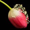 Frogs on Tulip Diamond Painting