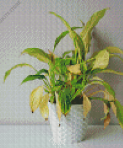 Peace Lily Yellow Leaves Diamond Painting