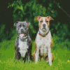 Staffordshire Terrier Dogs Diamond Painting