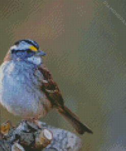White Throated Sparrow Diamond Painting