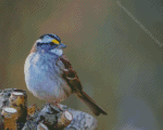 White Throated Sparrow Diamond Painting