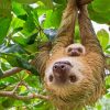 Sloths Hanging Diamond Painting