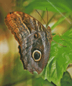 Caligo Butterfly Owl Diamond Painting