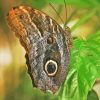 Caligo Butterfly Owl Diamond Painting