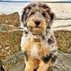 Cute Aussiedoodle Puppy Diamond Painting