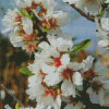 White Almond Flower Diamond Painting