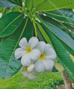 Frangipani Plumeria Flowers Diamond Painting