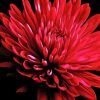 Red Chrysanthemum Diamond Painting