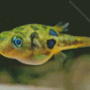 Small Puffer Fish Underwater Diamond Painting