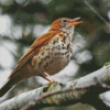 Thrush Bird Diamond Painting