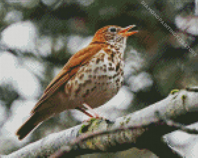 Thrush Bird Diamond Painting