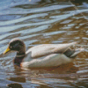 Duck Swimming in Pond Diamond Painting