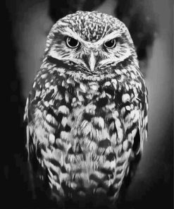 Owl Black And White Diamond Painting